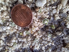Linanthus maculatus emaculatus