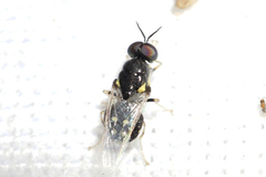 Caloparyphus tetraspilus