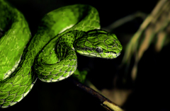 Craspedocephalus macrolepis