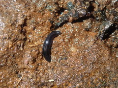 Platydemus victoriae