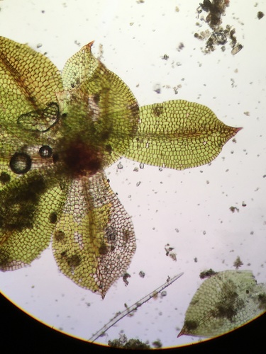 Vectis-moss (Chenia leptophylla)
