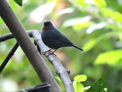 Euneornis campestris