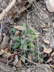 Mammillaria longimamma