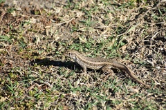 Leiocephalus raviceps uzzelli