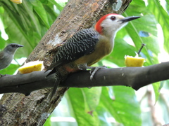 Melanerpes radiolatus