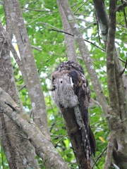Nyctibius jamaicensis