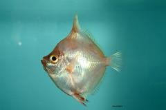 Deepbody Boarfish photo 2