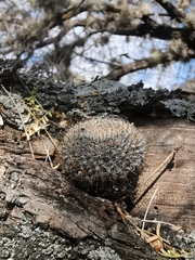 Mammillaria perbella
