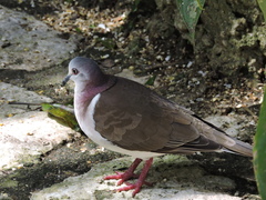 Leptotila jamaicensis