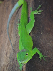 Anolis garmani