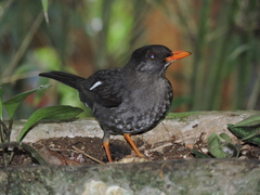 Turdus aurantius