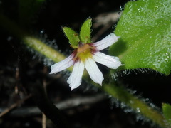Scaevola hookeri