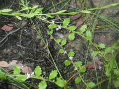 Scaevola hookeri