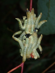 Acanthoperga marlatti