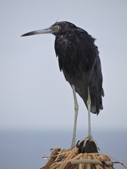 Egretta caerulea