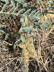 Astragalus lentiginosus nigricalycis