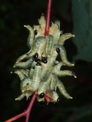 Acanthoperga marlatti