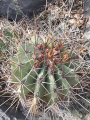 Ferocactus echidne echidne