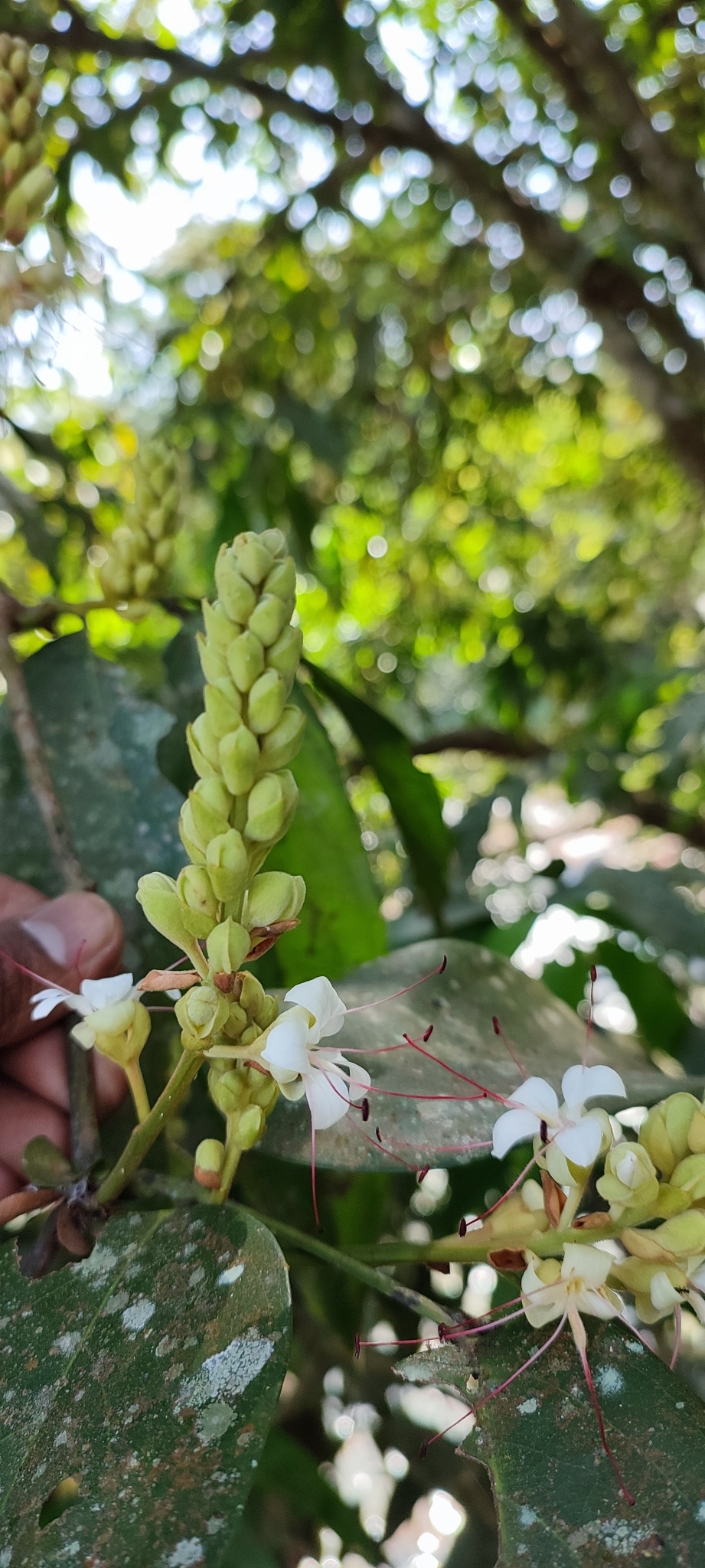 Humboldtia vahliana