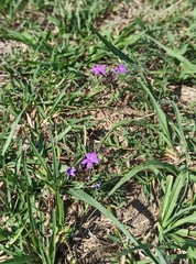 Glandularia dissecta