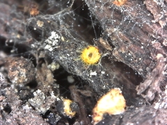 Arachnopeziza aurelia