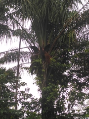 Attalea maripa