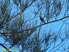 Aethopyga siparaja siparaja