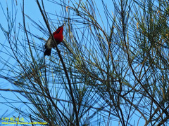 Aethopyga siparaja siparaja