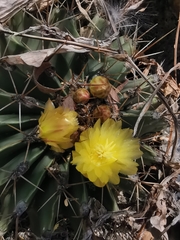 Ferocactus echidne echidne