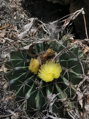 Ferocactus echidne echidne