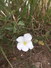 Nierembergia rigida