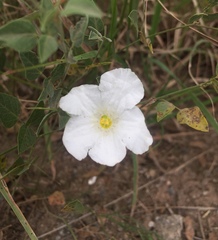 Nierembergia rigida