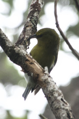 Chlorodrepanis stejnegeri