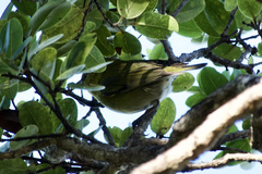 Chlorodrepanis stejnegeri