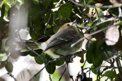 Chasiempis sclateri