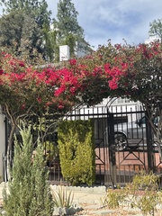 Bougainvillea