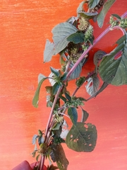 Amaranthus hybridus