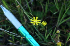 Blennosperma nanum