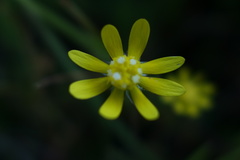 Blennosperma nanum