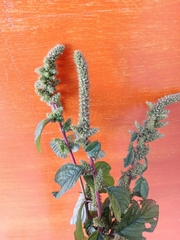 Amaranthus hybridus