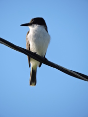 Tyrannus caudifasciatus