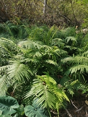 Dryopteris wallichiana
