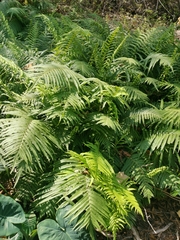 Dryopteris wallichiana