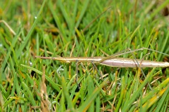 Microcoema