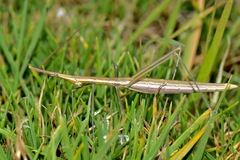 Microcoema