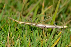 Microcoema