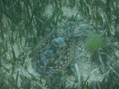 Urobatis jamaicensis