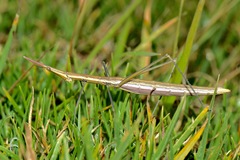 Microcoema