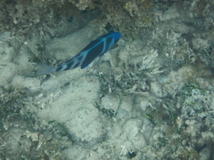 Hypoplectrus indigo