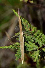 Microcoema